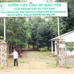 Nguồn gốc giống cao su do ông E. Rauol đưa vào Việt Nam