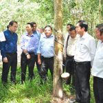 Bộ trưởng Veng Sakhon đánh giá cao dự án cao su tại Campuchia