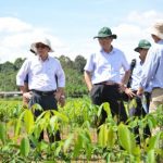 Tái canh năm 2017 có nhiều tiến bộ vượt trội