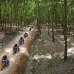 Có một rừng cao su trong ký ức!