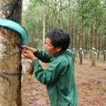 Cao su Ea H’leo: Sản lượng khai thác cao nhất từ trước đến nay