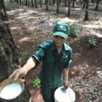 Cây cao su của ông Yersin bắt đầu được khai thác