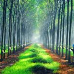 Năm mới chúc ngành thắng lợi