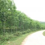 Để phát triển cao su miền Trung bền vững