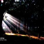 Rừng cao su buổi hừng đông