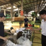Sản xuất mủ SVR 10 chất lượng cao từ mủ phụ