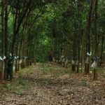 Thiếu nhân công cạo mủ cao su ở huyện biên giới