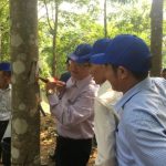 Cao su Điện Biên ra quân khai thác