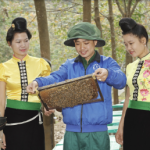 Cao su Sơn La: Tạo việc làm, tăng thu nhập cho người dân