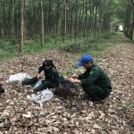 Tăng gia mùa rụng lá