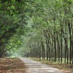 Sắp xuất bản Sổ tay hướng dẫn quản lý rừng cao su bền vững