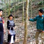 Cao su Lai Châu lên phương án chia sản phẩm cho người góp đất