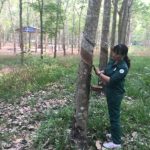 10 năm liền đạt kỹ thuật hạng ưu