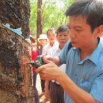 Máy cạo mủ: Kiểm soát được dăm cạo sẽ hiệu quả