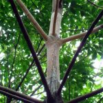 Cảnh báo bệnh nấm hồng trên vườn cao su