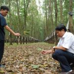 Mưa lớn kéo dài, vườn cây rụng lá