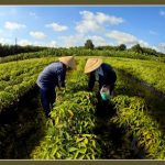 Giúp tổ xây dựng cơ bản