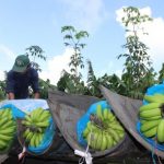 Làm gì để thúc đẩy doanh nghiệp đầu tư vào nông nghiệp?