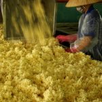 Cơ hội từ CPTPP cho ngành cao su