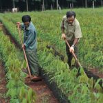Quản lý rừng bền vững theo tiêu chuẩn chứng chỉ quốc tế