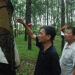 Nông trường Dục Nông (Cao su Kon Tum):Nhiều năm liền dẫn đầu sản lượng công ty   
