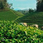 Luật Trồng  trọt: Tạo hành lang phát triển ngành theo chuỗi giá trị