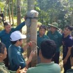 Cao su Hà Giang: Chuẩn bị khai thác 300ha năm 2019