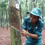 Nỗ lực đạt danh hiệu Bàn tay vàng