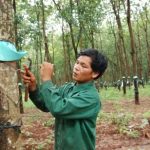 Cao su Ea H’leo: Hoàn thành sản lượng trước 32 ngày