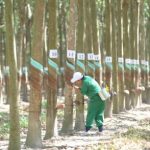 Chương trình Hội thi Bàn tay vàng khai thác mủ cao su – lần thứ XI năm 2018