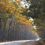 Xuân về trên nông trường cao su