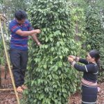 Rơ Lan H’Phil vượt khó làm giàu