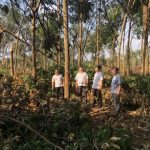 Ngành cao su thích nghi với biến đổi khí hậu