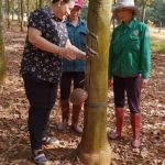 Tự hào là thành viên gia đình truyền thống công nhân cao su