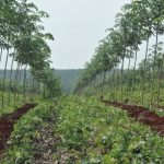 Hành động vì sự phát triển bền vững ngành cao su Việt Nam