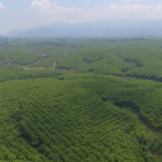 Lợi ích của doanh nghiệp khi được cấp FSC