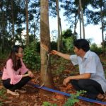 Thu gom mủ tự động - sáng chế hữu ích