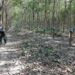 Cao su Bà Rịa Kampong Thom ra quân mùa cạo mới