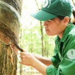 Cao su Bình Long: Tin tưởng vào một năm nhiều thắng lợi