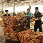 Tầm quan trọng của gỗ cao su