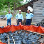 Ổn định lao động mùa cạo mới