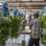 Trồng chuối cấy mô cho năng suất, lợi nhuận cao