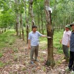Vụ đề xuất chặt cao su nuôi bò ở Hà Tĩnh: Người trong cuộc nói gì?