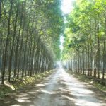 Sáng giữa mùa mưa Nam Lào