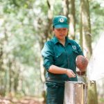 Cao su Bình Long quyết vượt trên 5% sản lượng