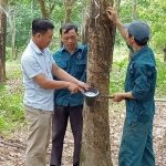 Hiệu quả từ thu hoạch mủ đông ở Cao su Hà Tĩnh