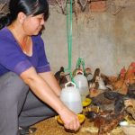 Nghỉ hưu vẫn lưu luyến vườn cây