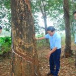 Đi tìm vườn cây di tích cho Tây Nguyên