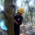 Cao su Ea Hleo về trước kế hoạch 35 ngày