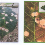 Cảnh báo bệnh rụng lá Pestalotiopsis trên vườn cây cao su